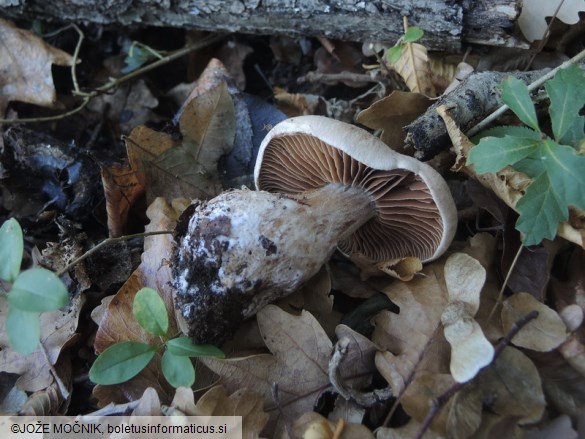 Cortinarius aprinus