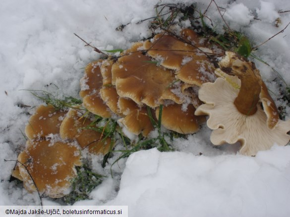 Leucopaxillus mirabilis