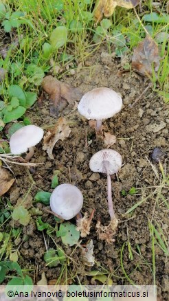 Mycena rosea