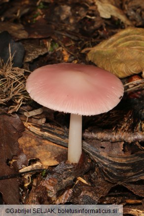 Mycena rosea