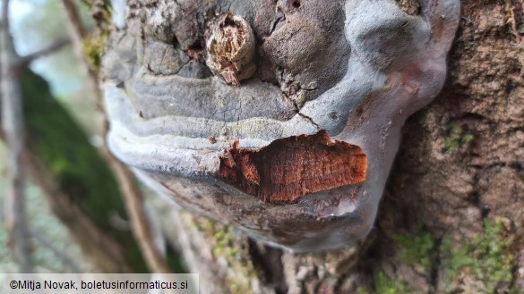 Phellinus tremulae