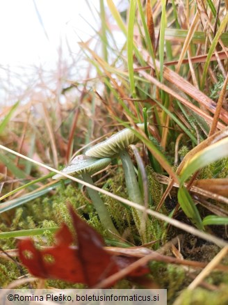 Hygrocybe psittacina