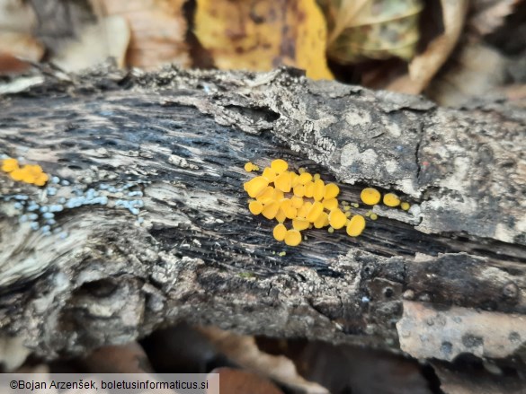 Calycina citrina