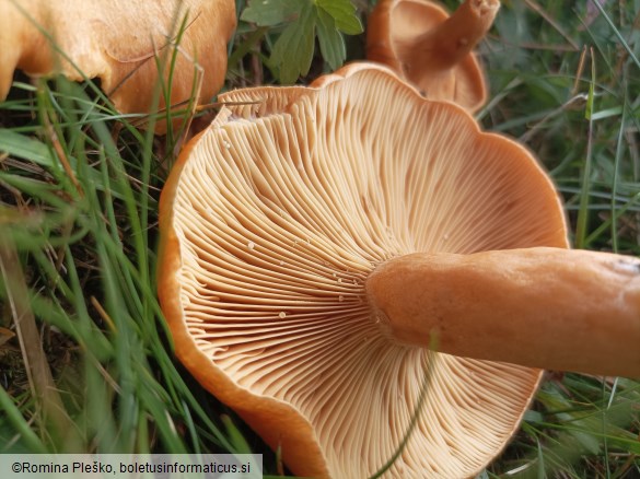 Lactarius porninsis