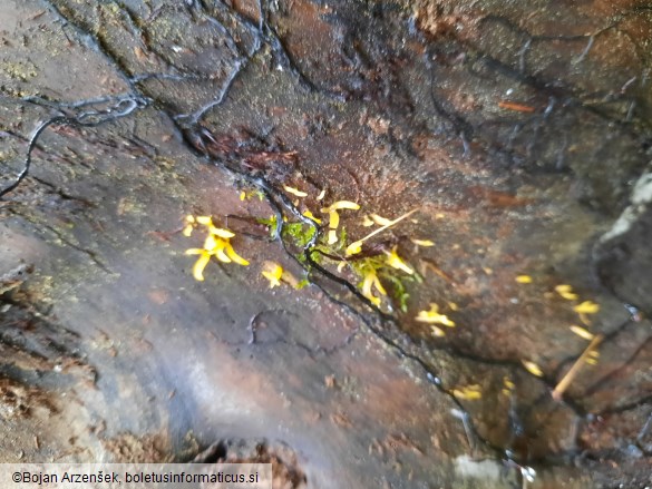 Calocera cornea