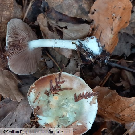 Stropharia aeruginosa