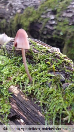 Mycena haematopus