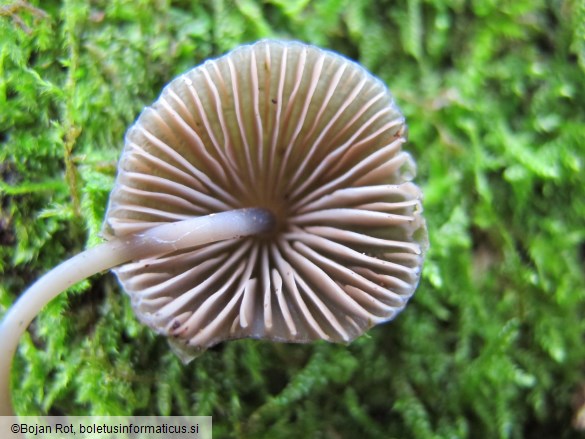 Mycena inclinata