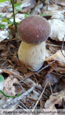 Boletus pinophilus