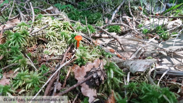 Hygrocybe cantharellus