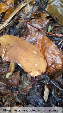 Suillus granulatus