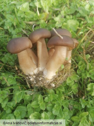 Lyophyllum loricatum