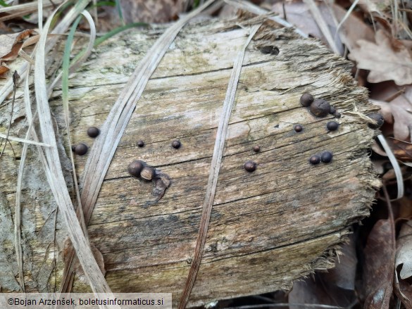 Lycogala epidendrum