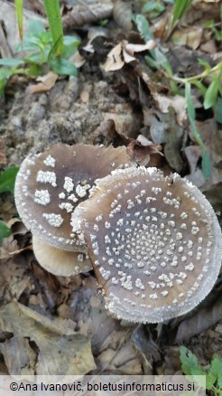 Amanita pantherina