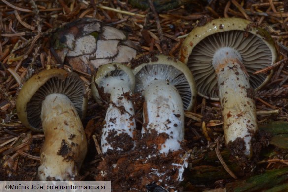 Cortinarius subtortus