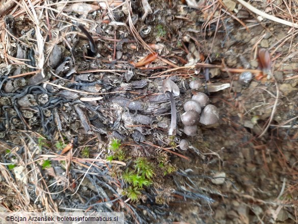 Mycena plumipes