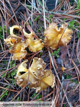 Craterellus lutescens