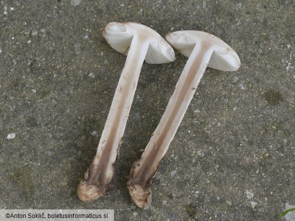 Amanita lepiotoides