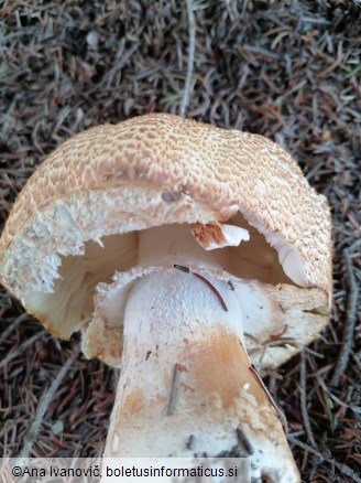 Agaricus augustus