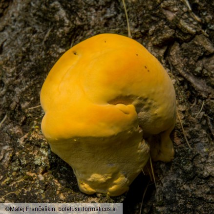 Vanderbylia fraxinea