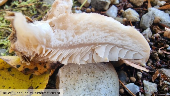 Lignomyces vetlinianus