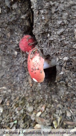 Russula emetica