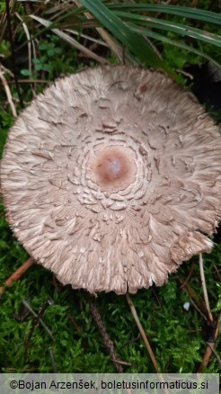 Chlorophyllum olivieri