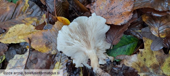 Clitocybe dealbata