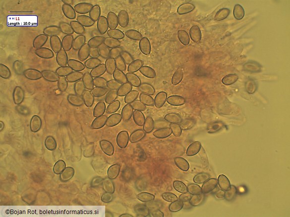 Conocybe pygmaeoaffinis