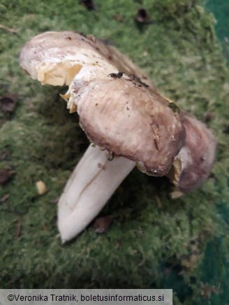 Russula risigallina