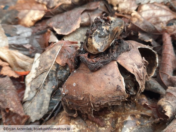 Geastrum triplex