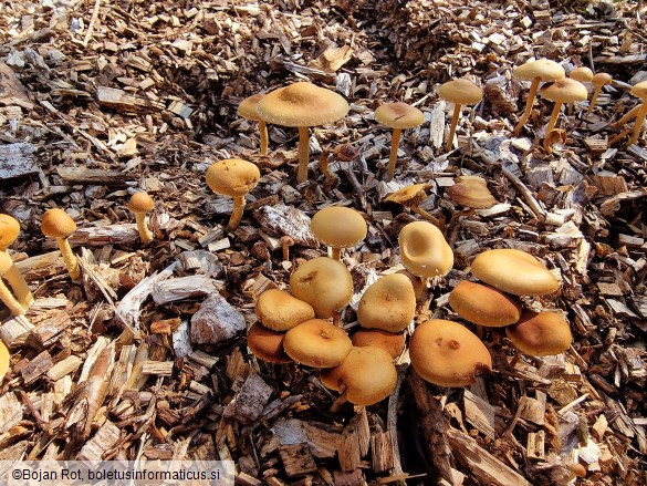 Agrocybe pediades