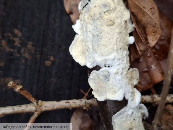 Byssomerulius corium