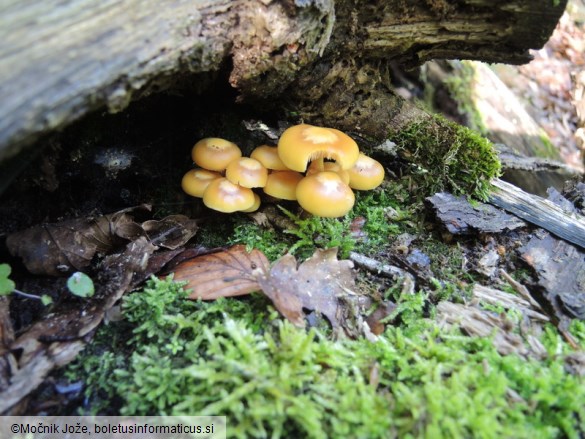 Kuehneromyces mutabilis