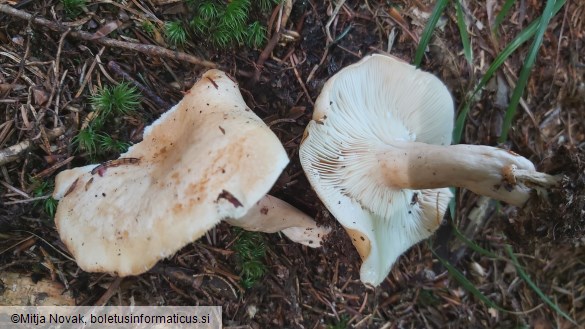 Lactarius pallidus