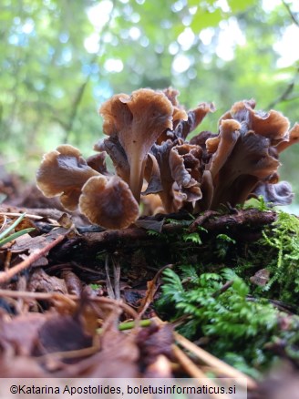 Craterellus undulatus