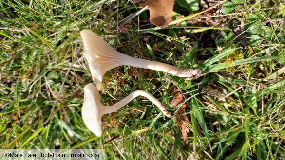 Hygrocybe virginea var. virginea