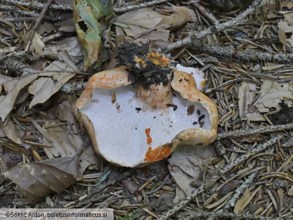 Hypomyces lateritius