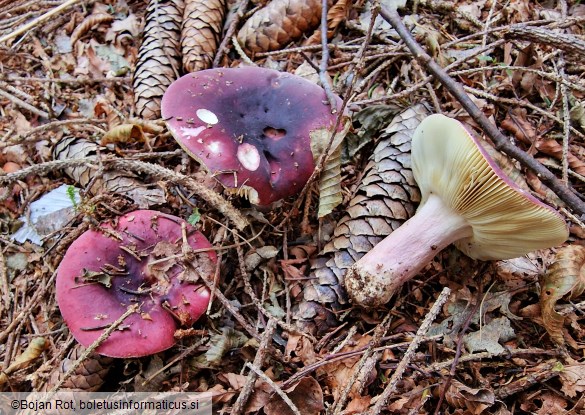 Russula xerampelina