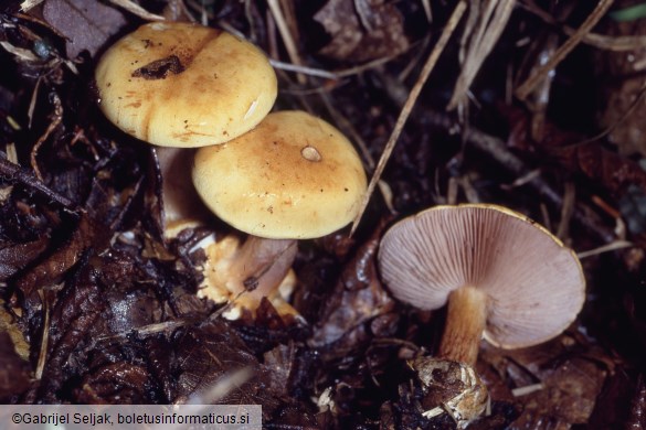 Calonarius callochrous