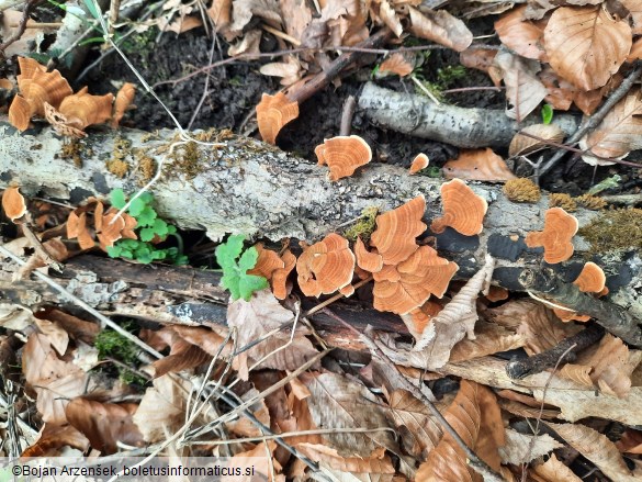 Stereum insignitum