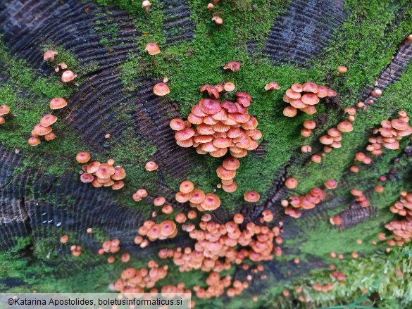 Xeromphalina campanella