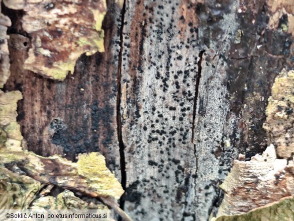 Rhizodiscina lignyota