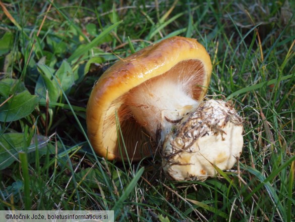 Cortinarius elegantior