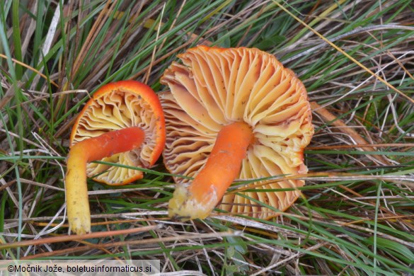 Hygrocybe coccinea