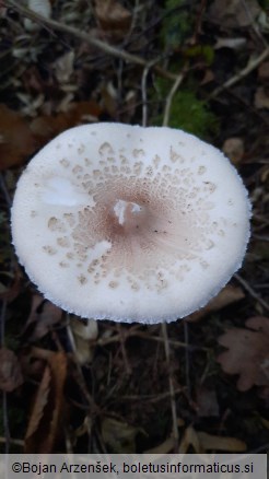 Macrolepiota mastoidea