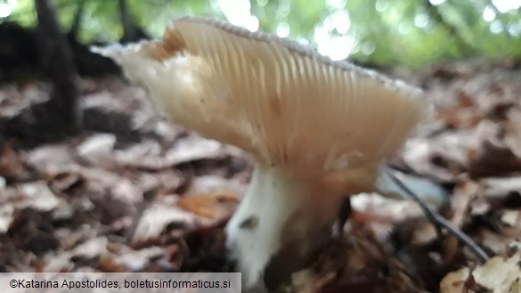 Russula aeruginea