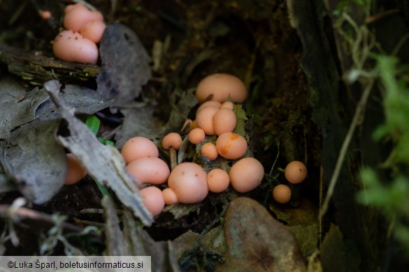 Lycogala epidendrum