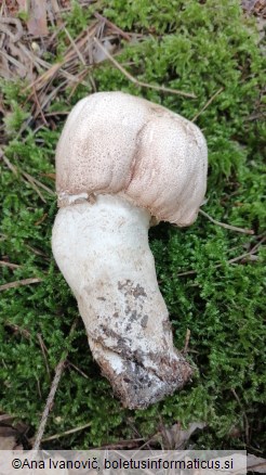 Agaricus augustus