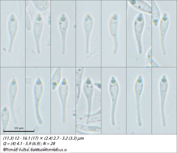 Orbilia pseudoaristata